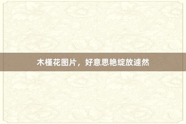 木槿花图片，好意思艳绽放遽然